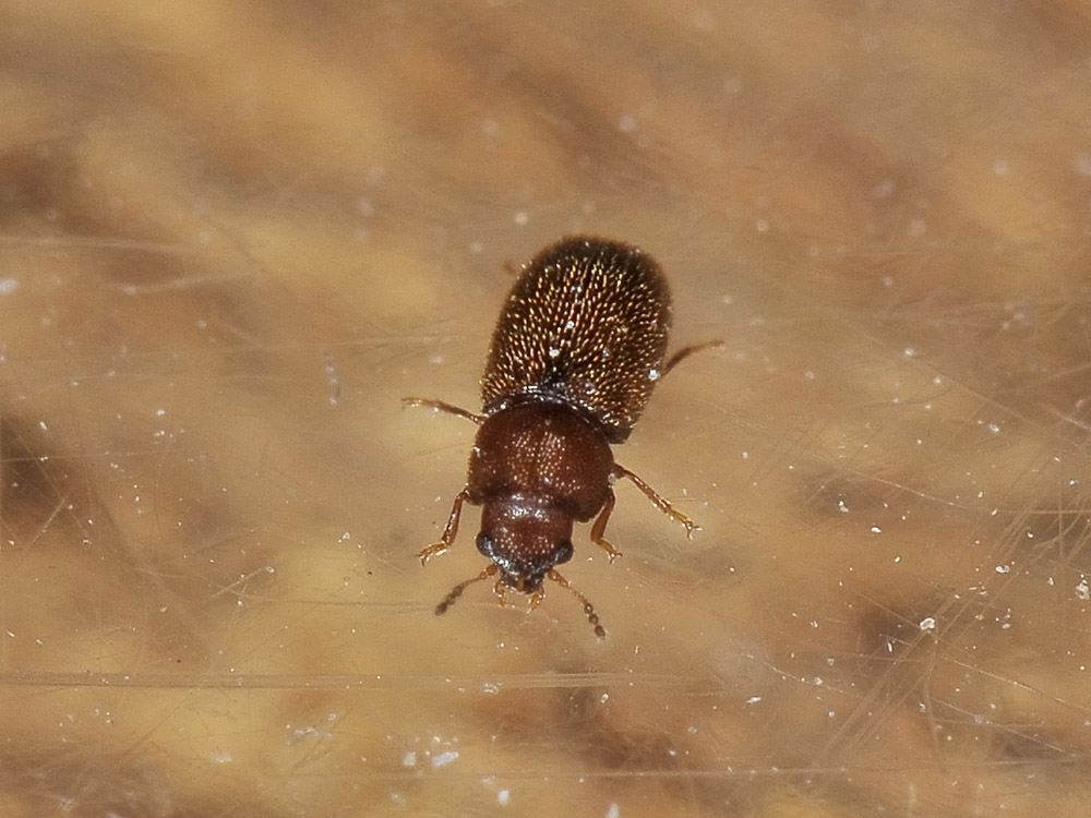 Cisidae - Cis sp.